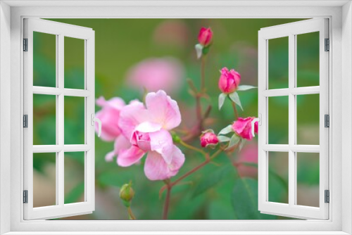 Fototapeta Naklejka Na Ścianę Okno 3D - 満開に咲き誇るバラ園