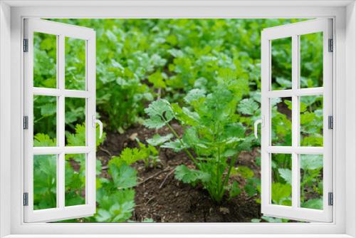 Fototapeta Naklejka Na Ścianę Okno 3D - Fresh cilantro leaves and plants in organic planting plots.