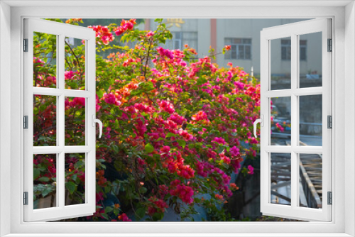 Fototapeta Naklejka Na Ścianę Okno 3D - beautiful blooming Bougainvillea spectabilis Willd