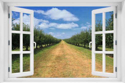 Fototapeta Naklejka Na Ścianę Okno 3D - apple orchard