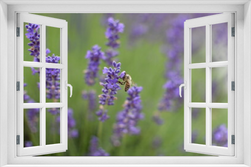 Fototapeta Naklejka Na Ścianę Okno 3D - Wasp on Lavender