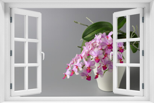 Fototapeta Naklejka Na Ścianę Okno 3D - Small lush blooming  pink red orchid phalaenopsis in white pot on grey background