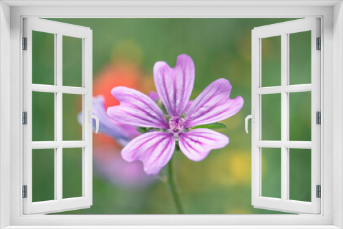 Fototapeta Naklejka Na Ścianę Okno 3D - Pink mallow flower in the meadow