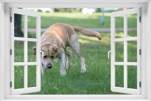 Fototapeta Naklejka Na Ścianę Okno 3D - Young beautiful purebred labrador retriever playing outdoors.
