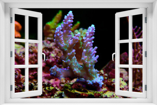 Fototapeta Naklejka Na Ścianę Okno 3D - Acropora tenuis colorful sps coral is famous in stock exchange worldwide