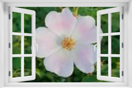 Fototapeta Naklejka Na Ścianę Okno 3D - pink lotus flower