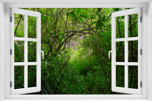 Fototapeta Naklejka Na Ścianę Okno 3D - trees