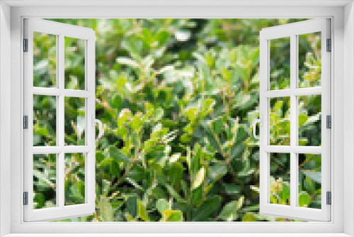 Fototapeta Naklejka Na Ścianę Okno 3D - Green plant boxwood outdoors in spring