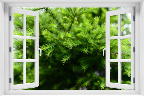 Fototapeta Naklejka Na Ścianę Okno 3D - Pine branches at spring. Selective focus. Shallow depth of field.