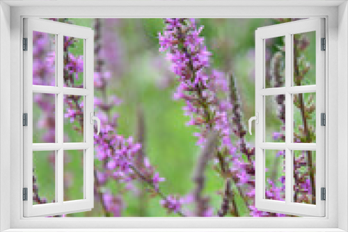 Fototapeta Naklejka Na Ścianę Okno 3D - couleur de printemps