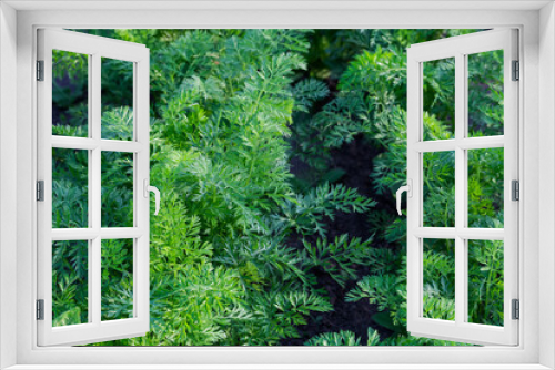 Fototapeta Naklejka Na Ścianę Okno 3D - Fragment of the carrot plantation, close-up