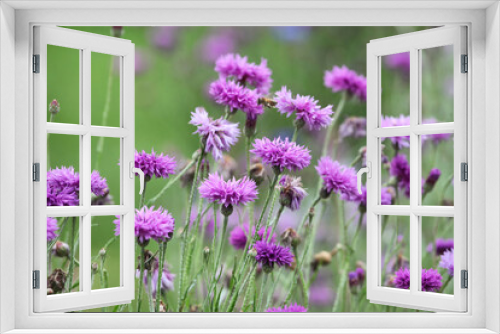 Fototapeta Naklejka Na Ścianę Okno 3D - Purple wild cornflower 'Bachelor's button' in flower