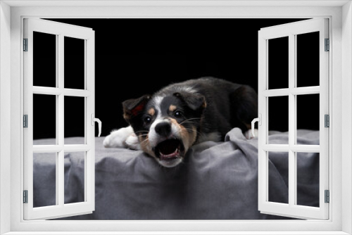Fototapeta Naklejka Na Ścianę Okno 3D - puppy plays, bites, indulges . Dog border collie in black
