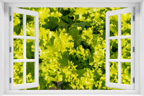 Fototapeta Naklejka Na Ścianę Okno 3D - Lettuce leaf tops for eating