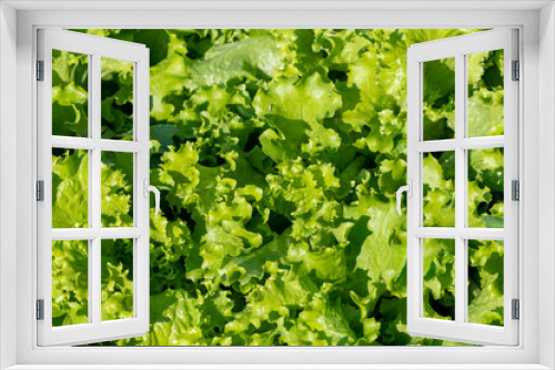 Fototapeta Naklejka Na Ścianę Okno 3D - Lettuce leaf tops for eating