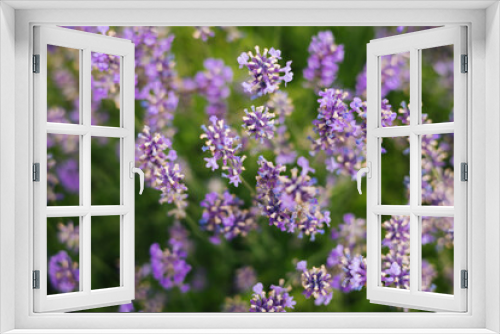 Fototapeta Naklejka Na Ścianę Okno 3D - Beautiful lavender flowers in a summer garden.