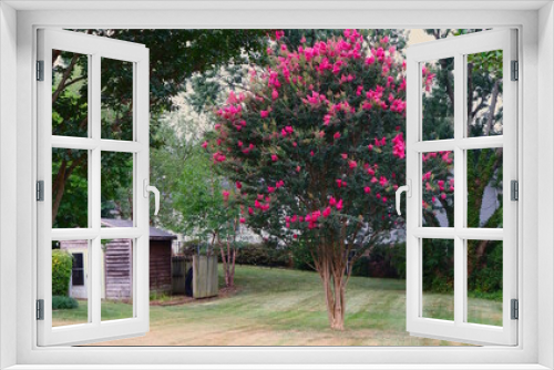Fototapeta Naklejka Na Ścianę Okno 3D - Pink Crepe Myrtle Tree in Bloom, Outbuilding Shed