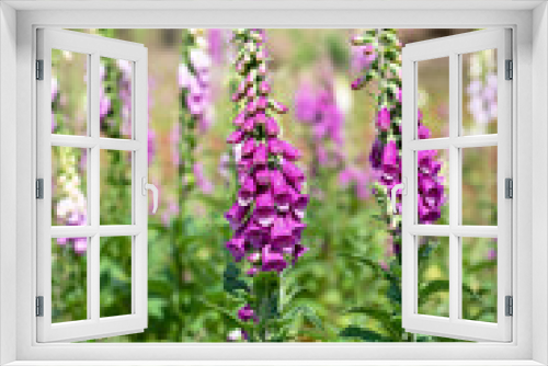 Fototapeta Naklejka Na Ścianę Okno 3D - Group of  purple foxglove flowers in a sunny meadow. Summer wildflowers concept. (Digitalis purpurea)