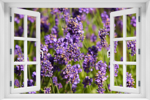 Fototapeta Naklejka Na Ścianę Okno 3D - Blooming japanese lavender flowers close-up in the green summer garden.