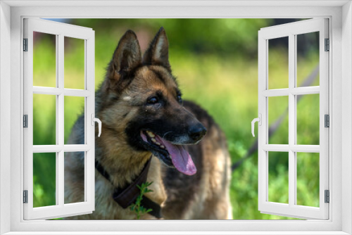Fototapeta Naklejka Na Ścianę Okno 3D - blind german shepherd dog at animal shelter