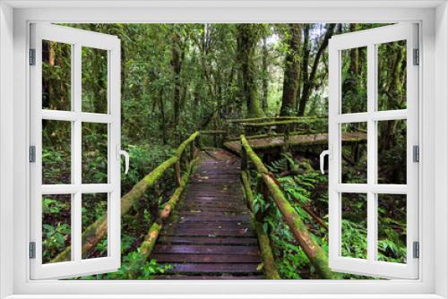 Fototapeta Naklejka Na Ścianę Okno 3D - Beautiful rain forest at nature trails Ang Ka Doi Inthanon,Chiangmai in Thailand is a very popular for photographer and tourists. Natural and Travel Concept.