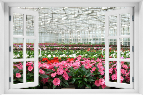 Fototapeta Naklejka Na Ścianę Okno 3D - Greenhouse with large variety of cultivated flowers.