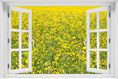 Fototapeta Naklejka Na Ścianę Okno 3D - Summer background. Blooming yellow meadow.