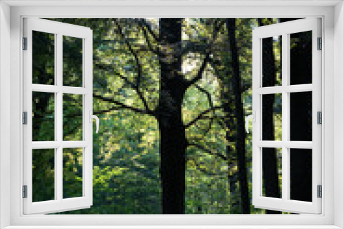 Fototapeta Naklejka Na Ścianę Okno 3D - Tree silhouette