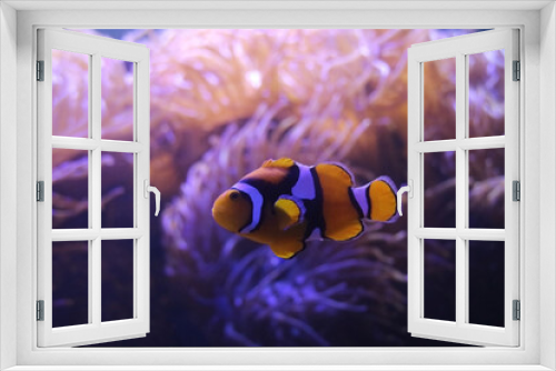 Fototapeta Naklejka Na Ścianę Okno 3D - closeup clown fish