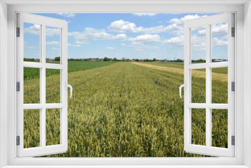 Fototapeta Naklejka Na Ścianę Okno 3D - green wheat field in bright spring day