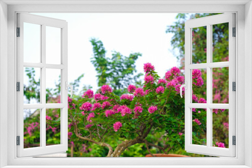 Fototapeta Naklejka Na Ścianę Okno 3D - Beautiful baugainvillea pink flower plant for background and wallpaper
