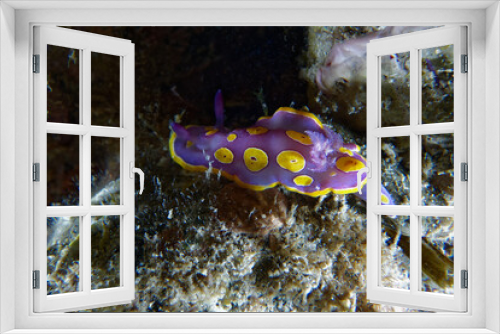 Fototapeta Naklejka Na Ścianę Okno 3D - Sea slug dorid nudibranch (Felimare luteorosea) in Mediterranean Sea