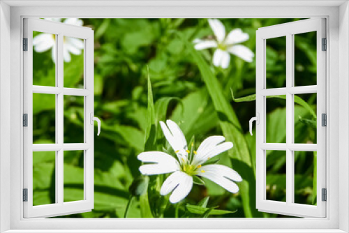 Fototapeta Naklejka Na Ścianę Okno 3D - Weiße Sternmieren Blüten auf grünem Waldboden in der Sonne. White chickweed flowers on green forest floor in the sun.