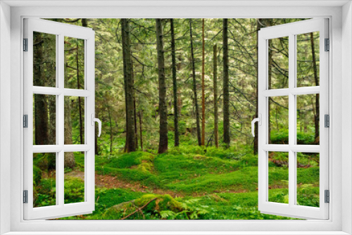 Fototapeta Naklejka Na Ścianę Okno 3D - Forest trees. nature green wood sunlight backgrounds..