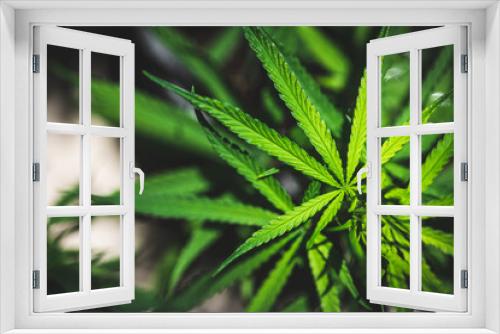 Fototapeta Naklejka Na Ścianę Okno 3D - Closeup marijuana plant with sunlight. Cannabis cultivation plots. Herbal alternative medicine, cbd oil concept.