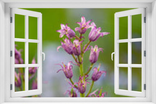 Fototapeta Naklejka Na Ścianę Okno 3D - tiny pink orchid flowers blooming in the field