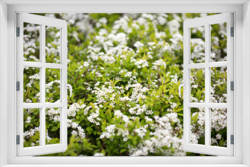 Fototapeta Naklejka Na Ścianę Okno 3D - Spiraea flourishing in spring