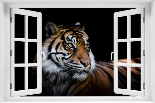Fototapeta Naklejka Na Ścianę Okno 3D - Sumatra tiger with a black background