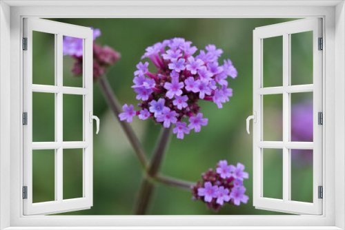 Fototapeta Naklejka Na Ścianę Okno 3D - Verbena bonariensis in flower in July
