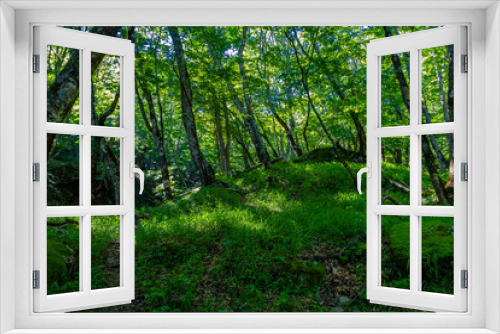 Fototapeta Naklejka Na Ścianę Okno 3D - 初夏の森林