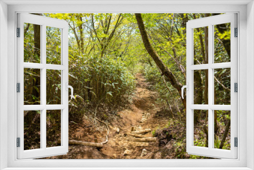Fototapeta Naklejka Na Ścianę Okno 3D - 金時山の初夏の登山道の風景 A view of the trail in early summer at Mount Kintoki