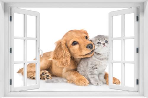 Fototapeta Naklejka Na Ścianę Okno 3D - Curious English cocker spaniel puppy dog hugs kitten. Pets look away and up together on empty space. isolated on white background