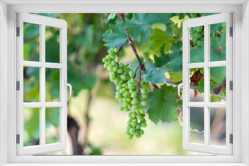 Fototapeta Naklejka Na Ścianę Okno 3D - grapes on the vine georgia orange wine kvevri vineyard
