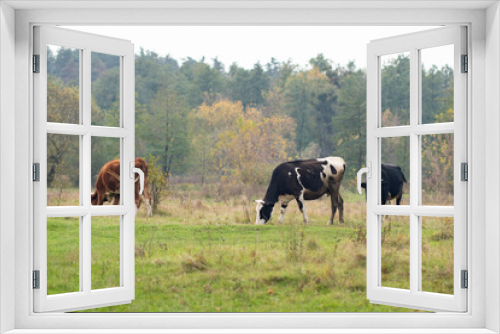 Fototapeta Naklejka Na Ścianę Okno 3D - Cows graze in a field on green grass