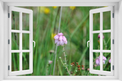 Fototapeta Naklejka Na Ścianę Okno 3D - Close up of the small pink bell-shaped drooping flowers of cross-leaved heath (Erica tetralix) in a field