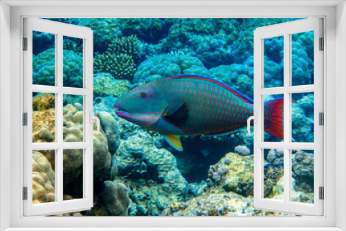 Fototapeta Naklejka Na Ścianę Okno 3D - Bicolor Parrotfish - Cetoscarus bicolor ,coral fish in the Red Sea 