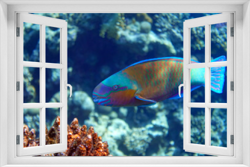 Fototapeta Naklejka Na Ścianę Okno 3D - Daisy parrotfish  - Chlorurus sordidus,  Red Sea 