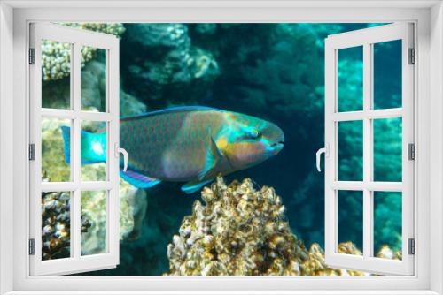 Fototapeta Naklejka Na Ścianę Okno 3D - Daisy parrotfish  - Chlorurus sordidus,  Red Sea 
