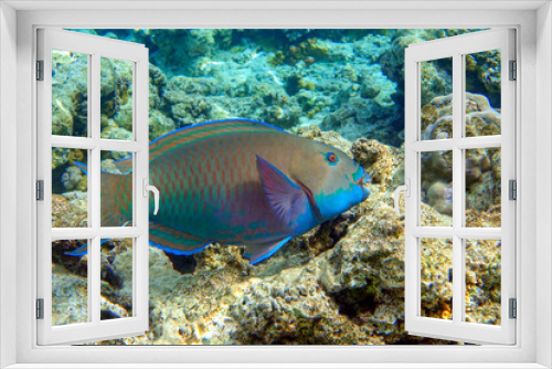 Fototapeta Naklejka Na Ścianę Okno 3D - Greenbelly parrotfish - Scarus falcipinnis, Red sea Egypt