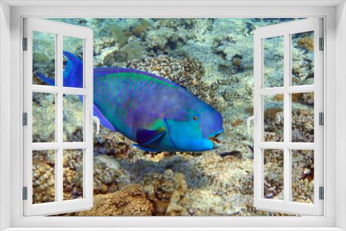 Fototapeta Naklejka Na Ścianę Okno 3D - Red Sea Steephead Parrotfish (Chlorurus gibbus) 